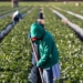 The Women on Farms Project says farm workers in the Western Cape are exposed to pesticides by virtue of working in the vineyards and they do not have any protective clothes, gloves, or masks, when they are doing the spraying or working in the vineyards. Photo: Supplied/Food For Mzansi