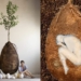 Two Italian designers, Raul Bretzel and Anna Citelli, designed a concept called Capsula Mundi pod or urn. Photo: Supplied/Food For Mzansi