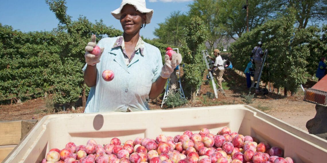 The plum season is underway with a 4% rise in exports predicted. Photo: Supplied/Food For Mzansi