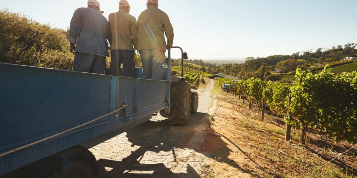 Agricultural employment increased by 3% year on year to 829 000. Photo: Supplied/Food For Mzansi
