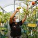 Skills development: HandPicked grower Senamile Gumede tends to herbs and vegetables in the vertical growing towers at Mr Price Group support centre in Durban. Photo: Supplied/Food For Mzansi.