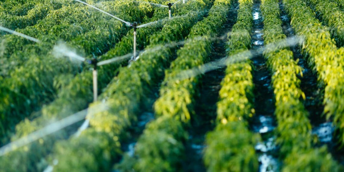 The department of water and sanitation is appealing a court ruling that water rights are transferrable in South Africa. Photo: Supplied/Food For Mzansi