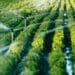 The department of water and sanitation is appealing a court ruling that water rights are transferrable in South Africa. Photo: Supplied/Food For Mzansi