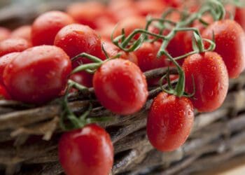 Delfin combats tomato leafminer on tomato plants. Photo: Supplied/Food For Mzansi