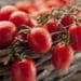 Delfin combats tomato leafminer on tomato plants. Photo: Supplied/Food For Mzansi