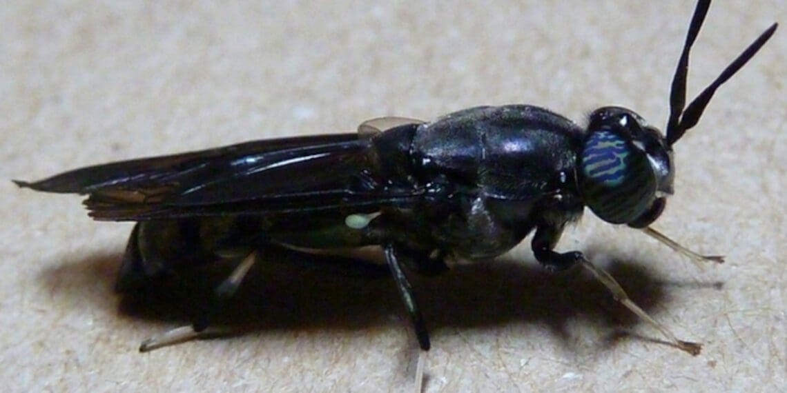 Some farmers are using black soldier flies as a source of protein to feed their livestock. Photo: Supplied/Food For Mzansi