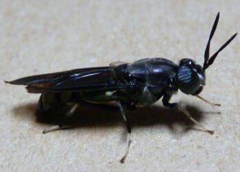 Some farmers are using black soldier flies as a source of protein to feed their livestock. Photo: Supplied/Food For Mzansi