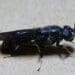 Some farmers are using black soldier flies as a source of protein to feed their livestock. Photo: Supplied/Food For Mzansi