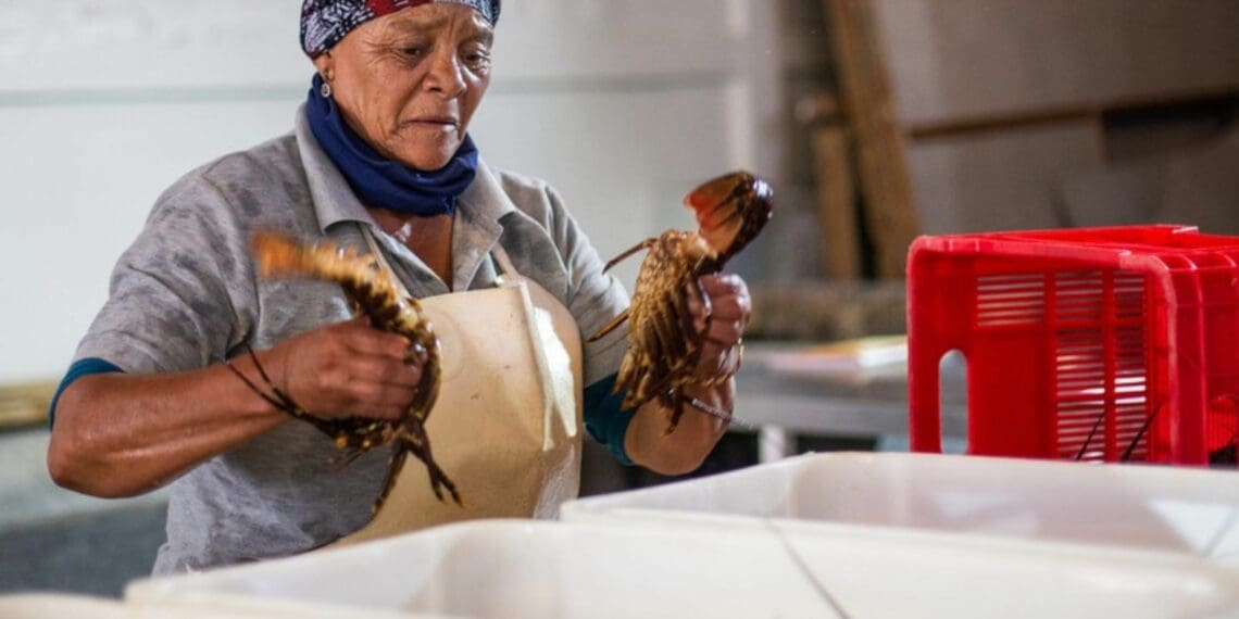 Rosie Malan unloads crayfish before putting them into tanks. Photo: Ground Up/Ashraf Hendricks