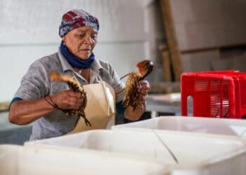 Rosie Malan unloads crayfish before putting them into tanks. Photo: Ground Up/Ashraf Hendricks