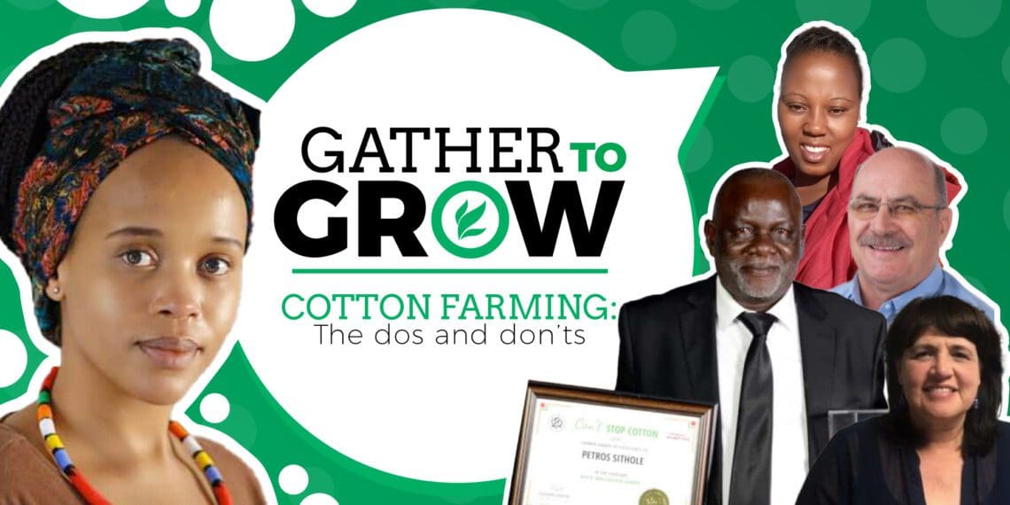 On a recent episode of our weekly Gather To Grow interactive discussion on Twitter, farmer Gugulethu Mahlangu and Food For Mzansi editor for audience and engagement Dawn Noemdoe unpacked the do’s and don’ts of cotton farming. Photo: Supplied/Food For Mzansi
