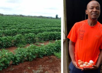 Mashudu Thobakgale a farmer with dream. Photo: Supplied/Food For Mzansi