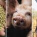 Farmers like Ipeleng Kwadi warn fellow farmers that resorting to kitchen waste to feed their pigs is not safe and that farmers should do their utmost to find better alternatives. Photos: Supplied/Food For Mzansi