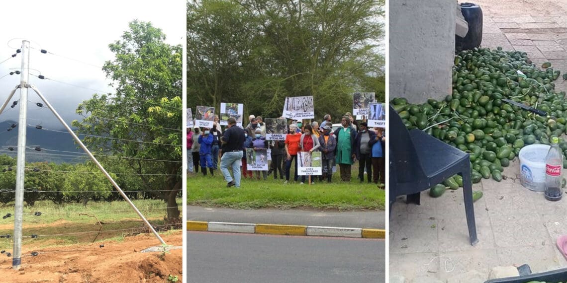 Farmers say although there is no justification for violence, it is important to acknowledge their continuous battle against theft. Photos: Supplied/Food For Mzansi/Paarl Post/Watch Dog Tzn