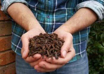 Agriculture trends on the World Bank agenda in 2021 included greener food security and insect farming.