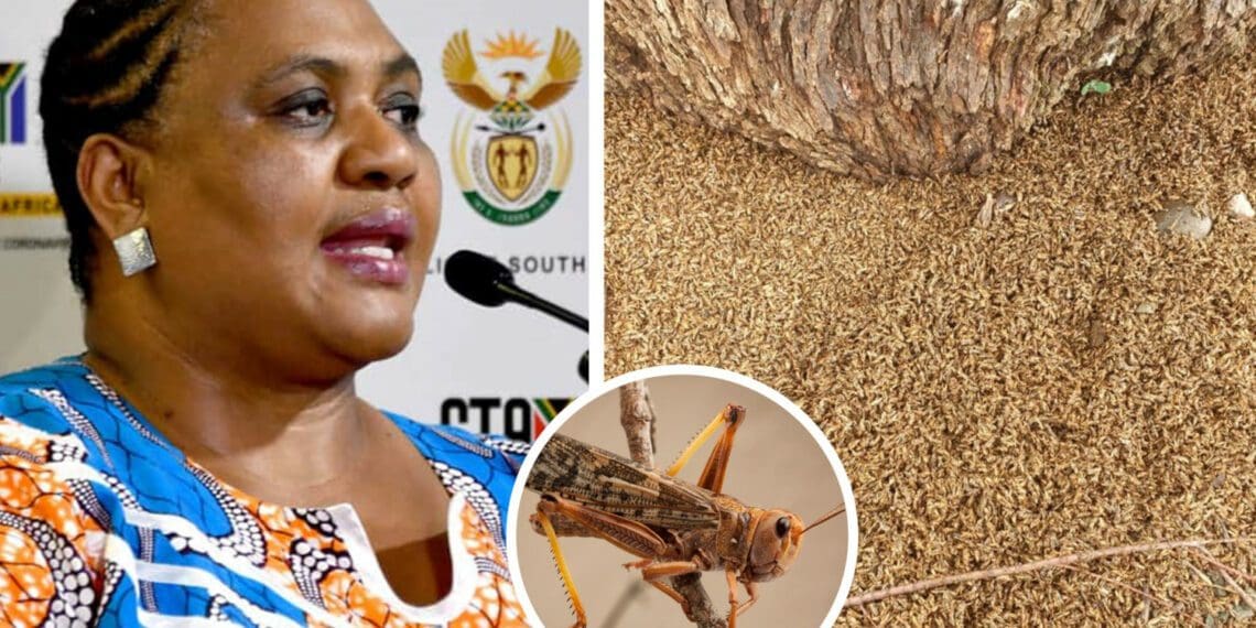 Agriculture, land reform and rural development minister Thoko Didiza has called on South Africans to report locust swarms in their areas without delay. Photos: Supplied/Food For Mzansi
