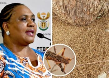 Agriculture, land reform and rural development minister Thoko Didiza has called on South Africans to report locust swarms in their areas without delay. Photos: Supplied/Food For Mzansi