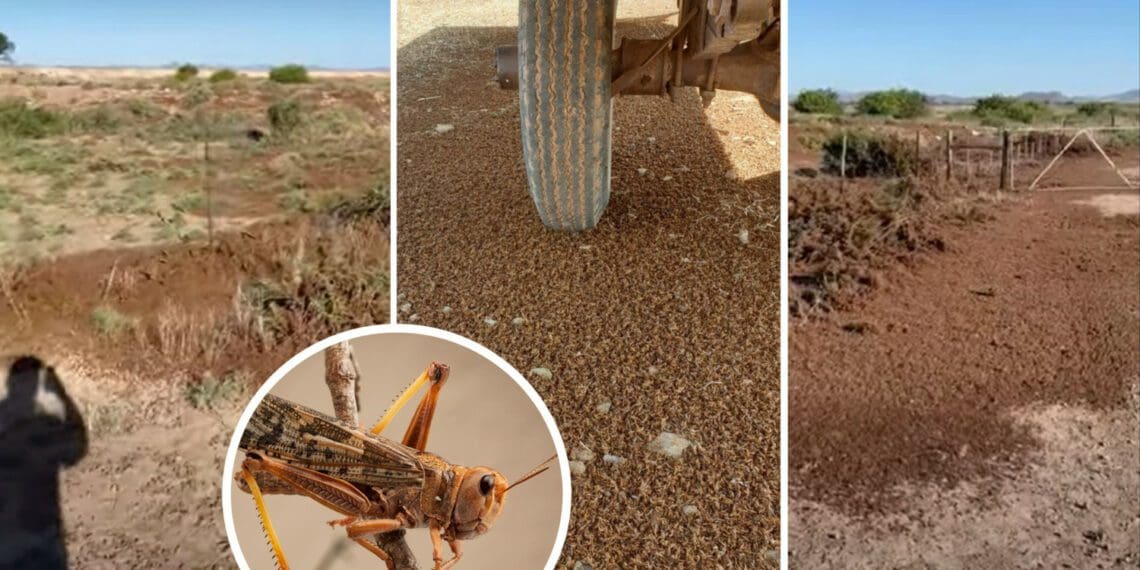 The large, dark brown patches in these images are thick "blankets" of locusts that Jannie Louw filmed on his farm in the Eastern Cape. "They cleaned me out in two days," he tells Food For Mzansi. Photos: Supplied/Jannie Louw/SANBI