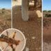 The large, dark brown patches in these images are thick "blankets" of locusts that Jannie Louw filmed on his farm in the Eastern Cape. "They cleaned me out in two days," he tells Food For Mzansi. Photos: Supplied/Jannie Louw/SANBI