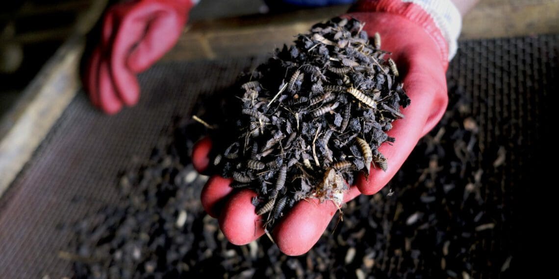 The use of black soldier flies for livestock feed is already gaining popularity across Afriac. Photo: Supplied/John Hogg