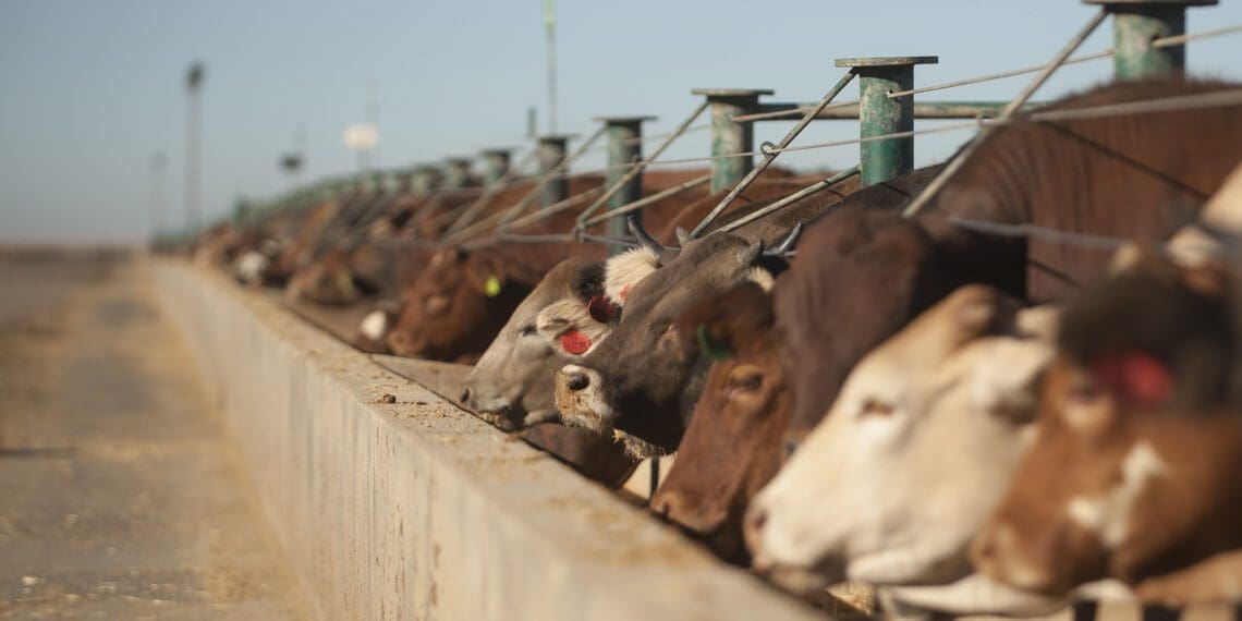 The Sernick Group has partnered with the Jobs Fund and the Future Farmers Foundation to develop young cattle farmers in the Free State. Photo: Supplied/Food For Mzansi