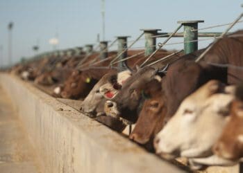 The Sernick Group has partnered with the Jobs Fund and the Future Farmers Foundation to develop young cattle farmers in the Free State. Photo: Supplied/Food For Mzansi
