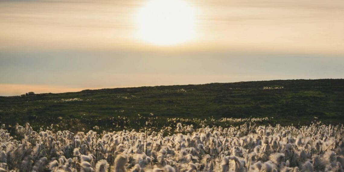 A how to guide to cotton farming in South Africa.