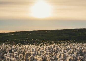 A how to guide to cotton farming in South Africa.