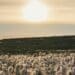 A how to guide to cotton farming in South Africa.