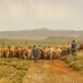 Agri workers herding cattle on Doornberg Guest farm in the Karoo, 9 km from the quaint little village of Nieu-Bethesda in the Eastern Cape. Photo: Supplied/Peet Van Heerden