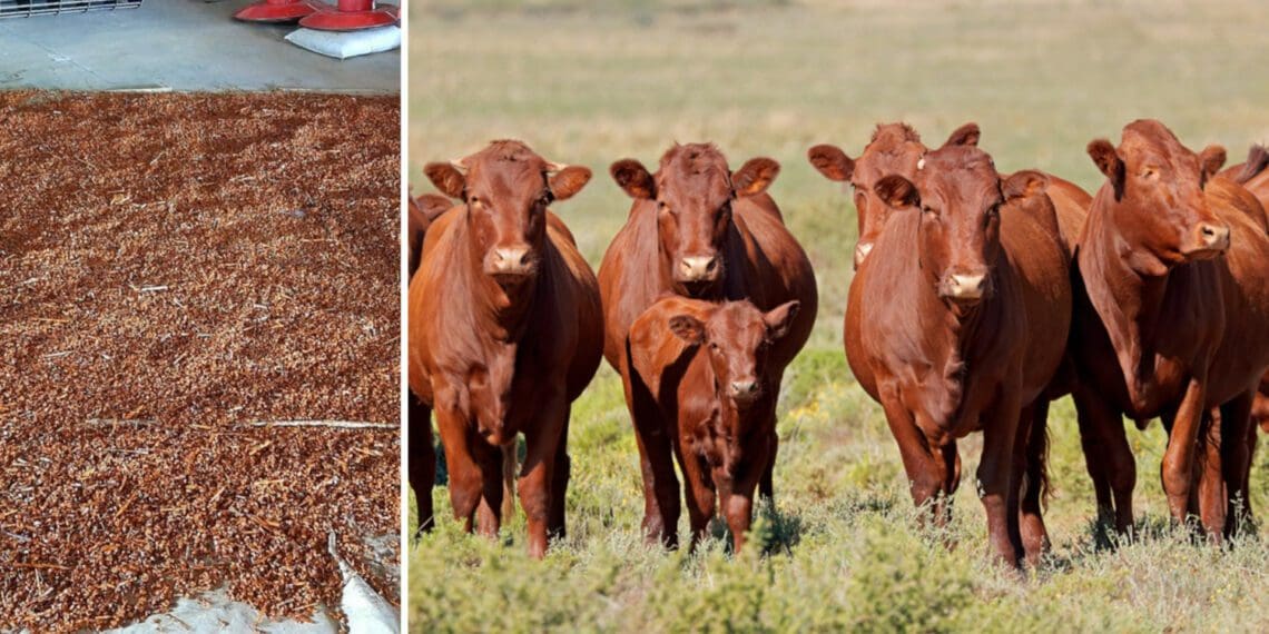 Dr Francois van der Vyver says natural grazing is still the most important element of livestock feeding but should be supplemented with specific nutrients. Photos: Supplied/Food For Mzansi