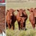 Dr Francois van der Vyver says natural grazing is still the most important element of livestock feeding but should be supplemented with specific nutrients. Photos: Supplied/Food For Mzansi