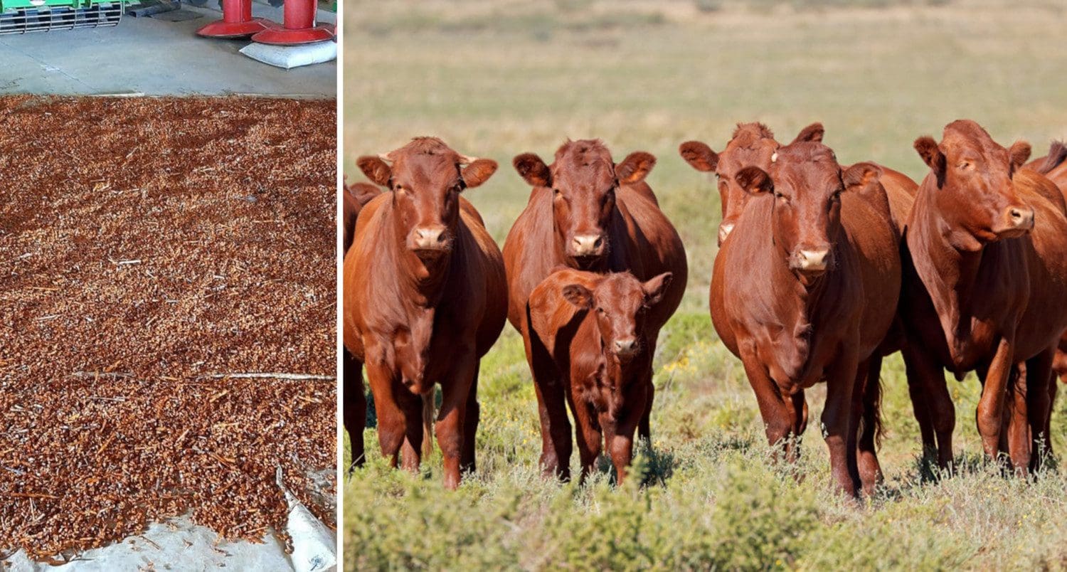 When feed prices rise, food prices will rise too