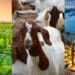 What does South Africa's agricultural policy landscape for 2022 look like? Supplied/Food For Mzansi