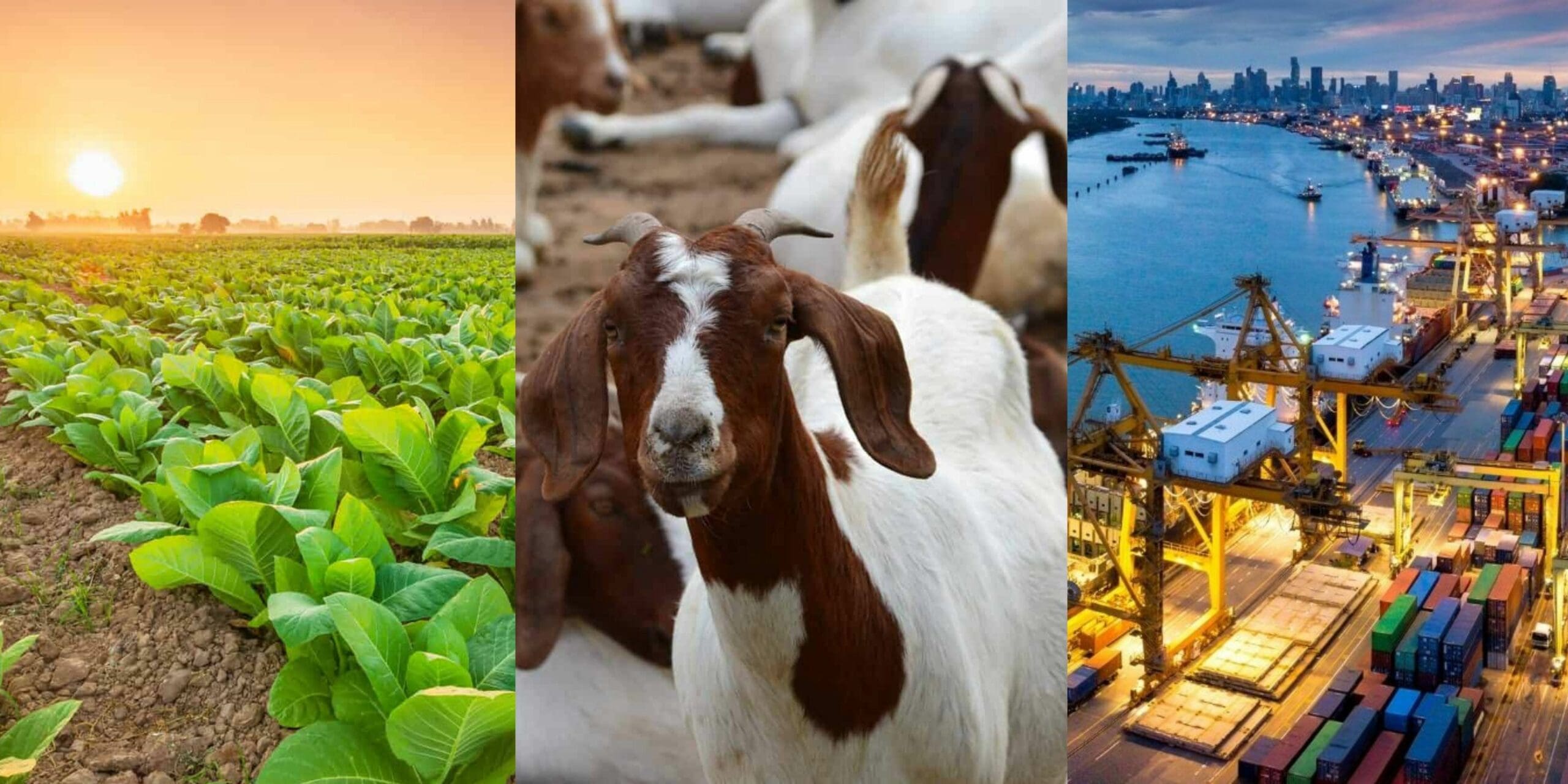 ICYMI: These agri policy discussions will dominate 2022 - Vimarsana News