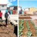 Cape dumping site transformed into veggie garden
