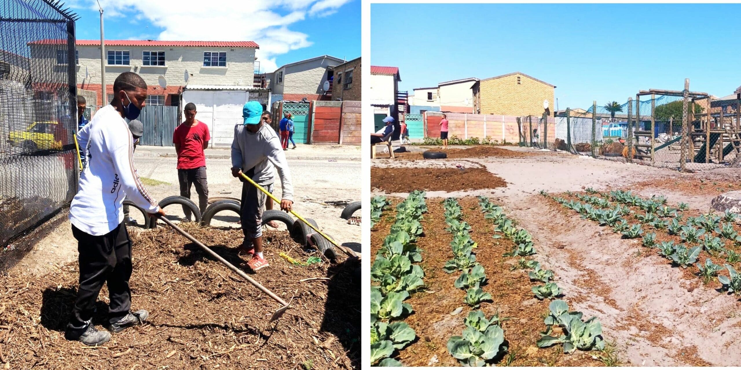 Cape dumping site transformed into veggie garden