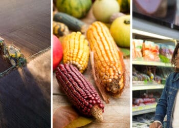 The high prices of fertiliser are set to drive up food prices globally this year. Consumers can soften the impact on their budgets by growing some of their own food, says an agricultural economist. Photos: Supplied/Food For Mzansi
