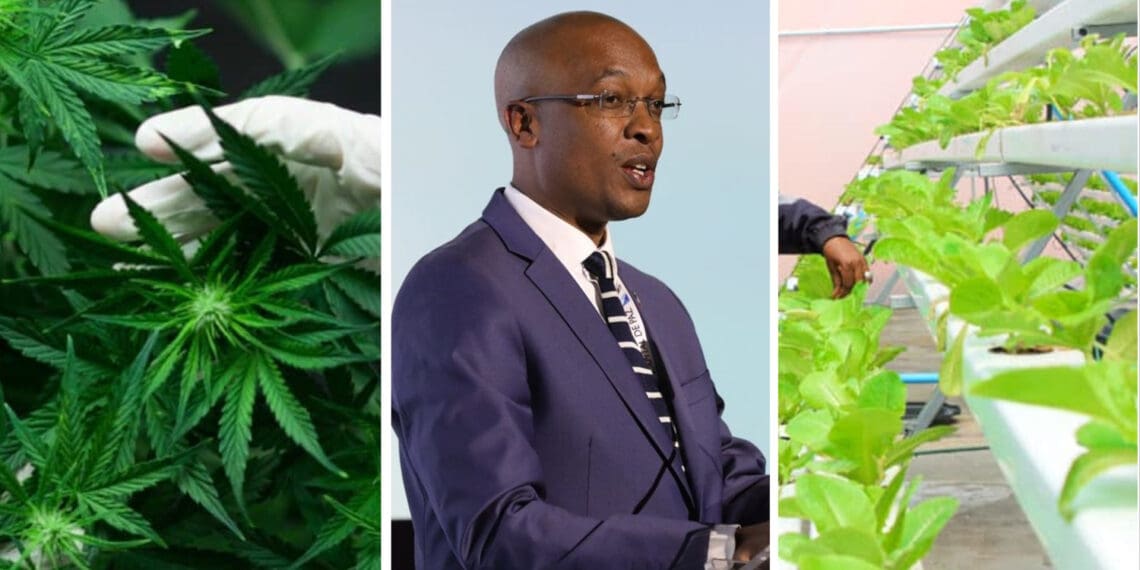 In an interview with Food For Mzansi, Gauteng agri MEC Parks Tau said support to small-scale farmers will be one of the top priorities of the coming year. Photos: Supplied/Food For Mzansi
