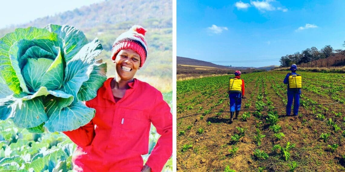 Time is running out for submission of inputs for the review of the National Minimum Wage in 2022. Photo: Supplied/Food For Mzansi