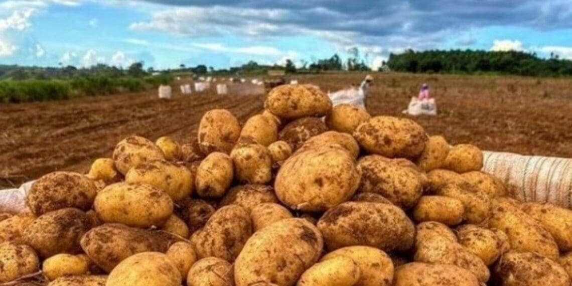 An average of about 2.6 million tonnes of potatoes are harvested annually in South Africa. 19% of that is processed into slap chips or crisps for the local market. Photo: Supplied/Masimbonge Vuma