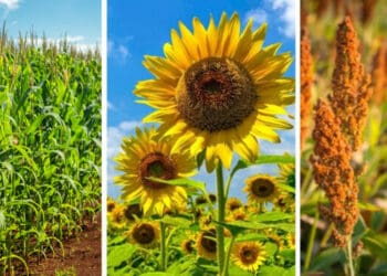 To many experts' relief, South African farmers have planted more summer crops than expected. Photos: Supplied/Food For Mzansi