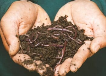Vermiculture, or vermicomposting, is the use of worms to break down organic waste and turn it into compost. Photo: Sippakorn Yamkasikorn