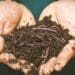 Vermiculture, or vermicomposting, is the use of worms to break down organic waste and turn it into compost. Photo: Sippakorn Yamkasikorn