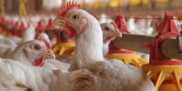 Ensure broilers get essential macro and micro minerals