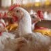 Ensure broilers get essential macro and micro minerals