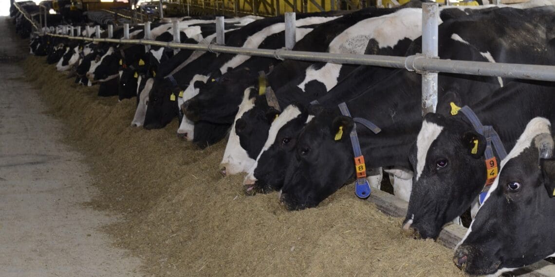 Industry role players welcome the handover of the Vrede Dairy Farm but not without reservation. Photo: Supplied