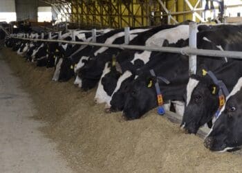 Industry role players welcome the handover of the Vrede Dairy Farm but not without reservation. Photo: Supplied