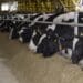 Industry role players welcome the handover of the Vrede Dairy Farm but not without reservation. Photo: Supplied