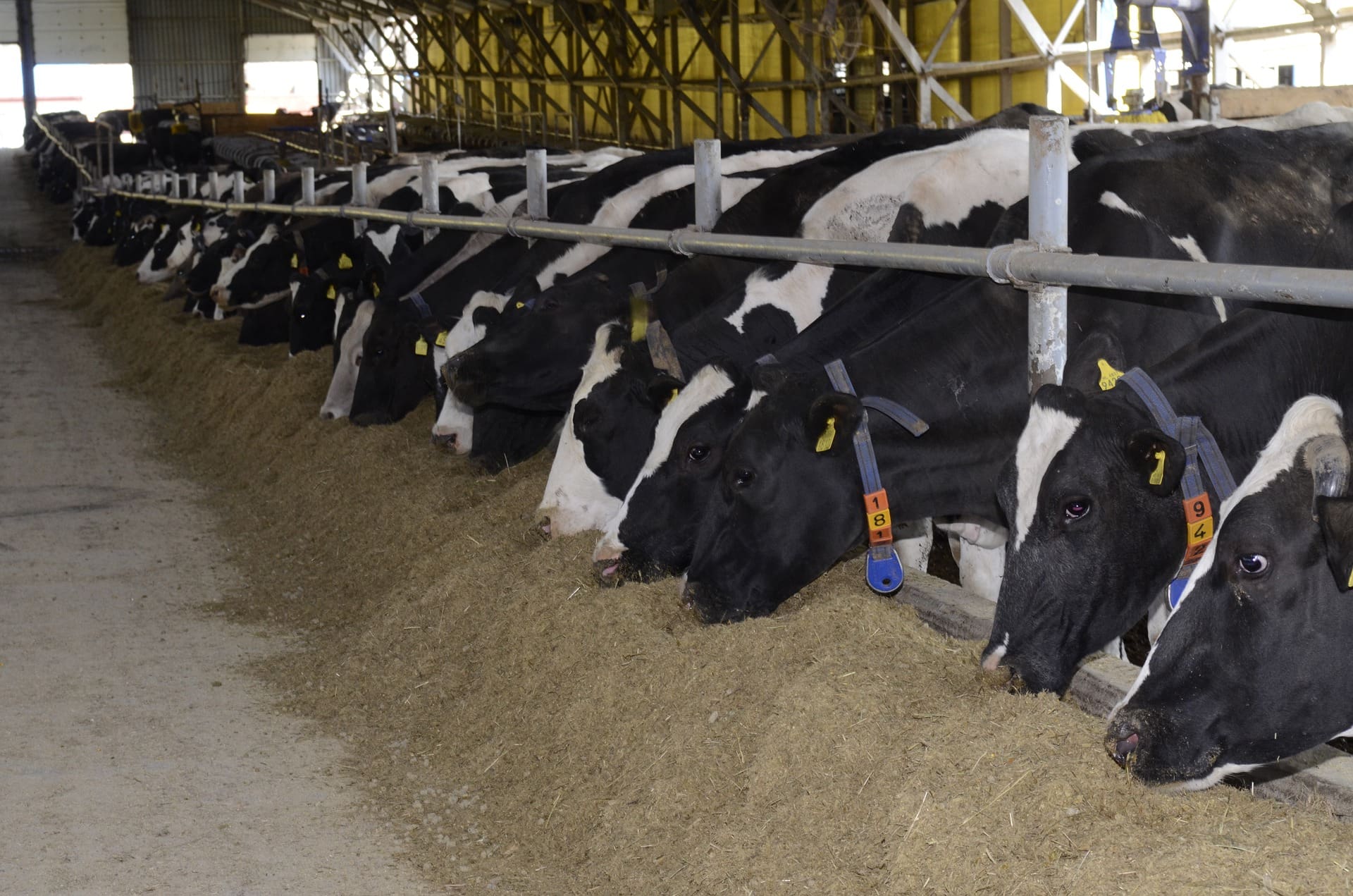 Practical management tips every SA livestock farmer must follow